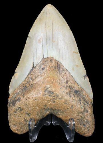 Megalodon Tooth - North Carolina #59072